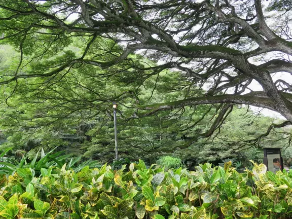 Gorgeous botanical garden with paved one mile walk to a waterfall.