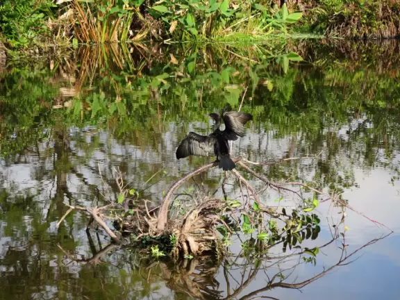 Wildlife galore beside a boardwalk with gazebos.