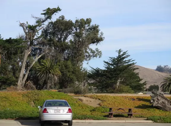 Lovely 0.7 mile walking path through the dunes filled with sage and flowers, past a playground, and behind some houses. Possible 3 mile walk, if you connect to Embarcadero.
