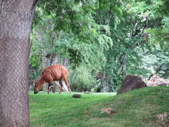 Stunning lush lawns shaded by massive tree canopies, tropical flowers, winding paths, intimate exhibits, a space-age playground, and petting zoo.