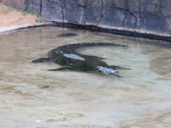 Stunning lush lawns shaded by massive tree canopies, tropical flowers, winding paths, intimate exhibits, a space-age playground, and petting zoo.