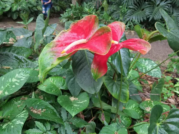 Gorgeous botanical garden with paved one mile walk to a waterfall.