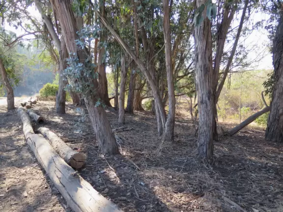 Trail that leads onto Ellwood Bluffs from UCSB's West Campus family housing.