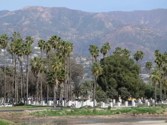 A popular bike path along the shoreline with bright beach succulents and rows of perfect California palms!