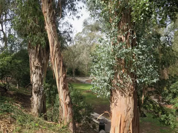 Toddler playground in a sunken area filled with eucalyptus trees.