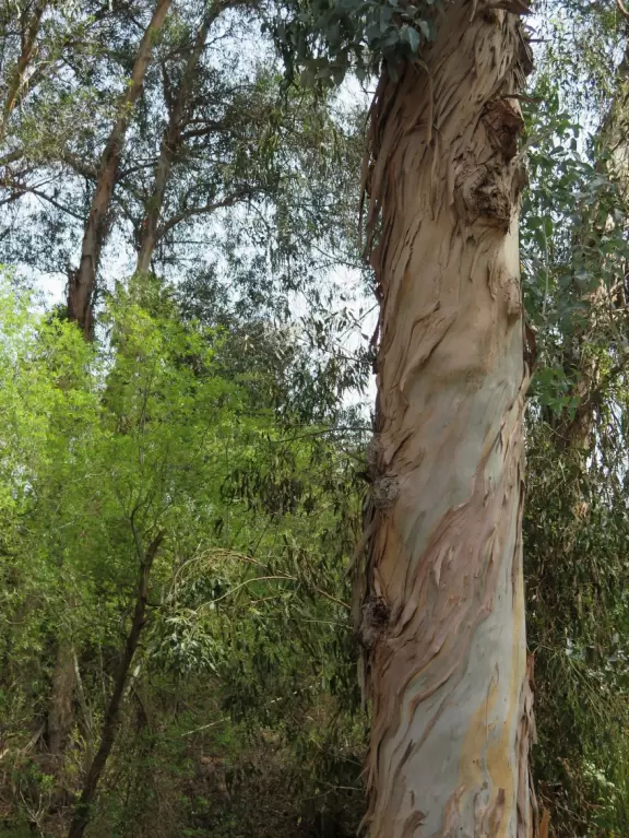 Toddler playground in a sunken area filled with eucalyptus trees.