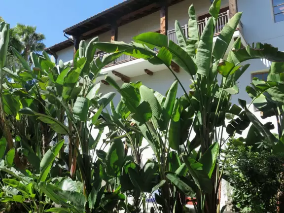 A rugged beach covered in driftwood and framed by dramatic white cliffs.