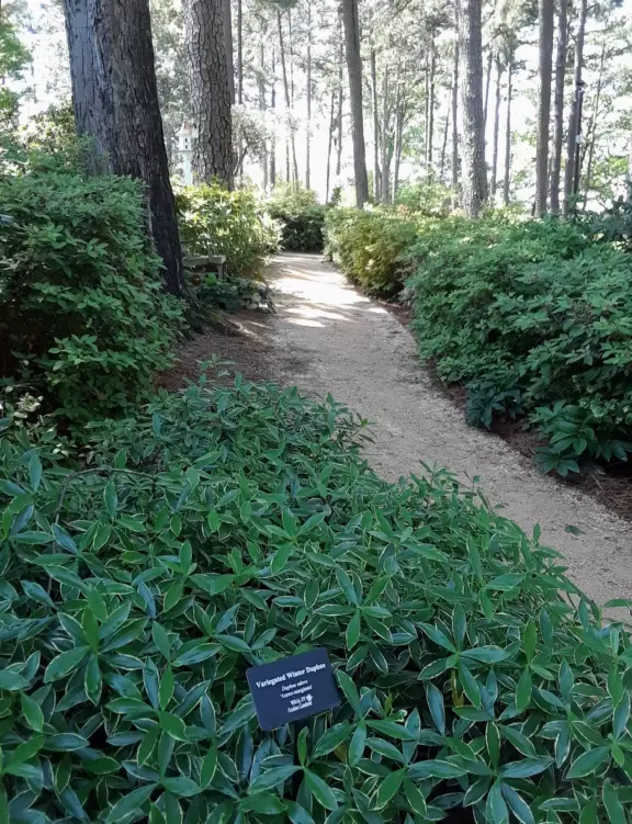 Beautiful in spring, especially April! Lovely artistically laid out medium-sized garden.