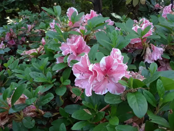 Beautiful in spring, especially April! Lovely artistically laid out medium-sized garden.