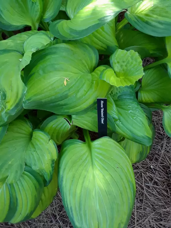 Beautiful in spring, especially April! Lovely artistically laid out medium-sized garden.