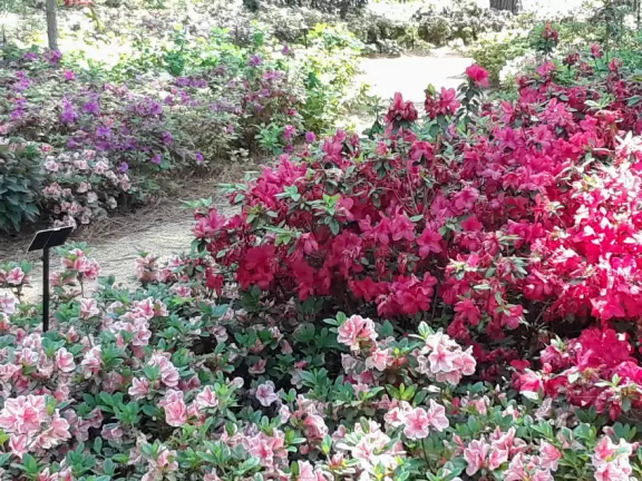 Beautiful in spring, especially April! Lovely artistically laid out medium-sized garden.