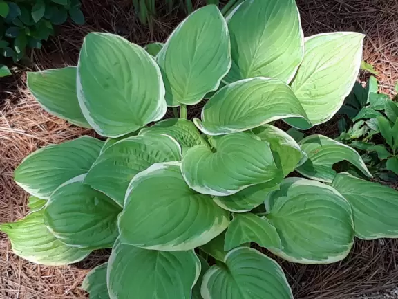 Beautiful in spring, especially April! Lovely artistically laid out medium-sized garden.