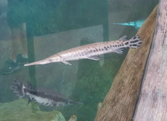 Top notch aquarium with nice temporary exhibits too!