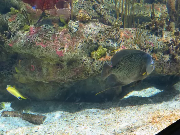 Top notch aquarium with nice temporary exhibits too!