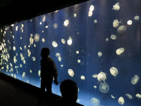 Huge two-building aquarium with gorgeous tanks!