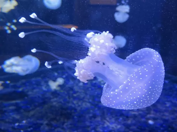 Huge two-building aquarium with gorgeous tanks!