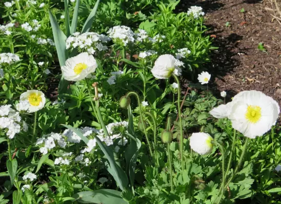 Large world-class garden with lakeside allees, flower terraces, and small Japanese garden.