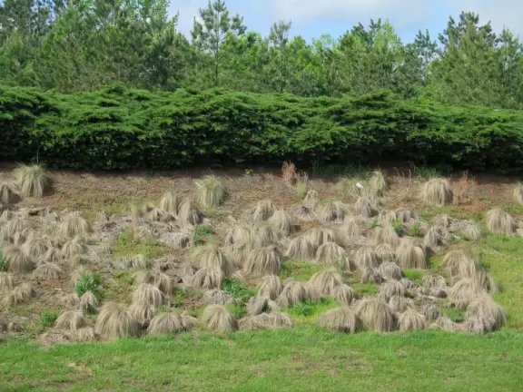 Gorgeous one-mile greenway or bike path with shady forest, flowers, little hills, and pond with fountain.