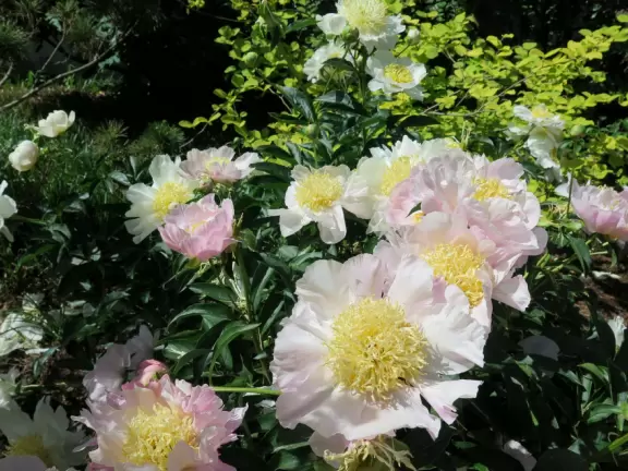 Beautiful plantings with huge flowers and large splashes of color!