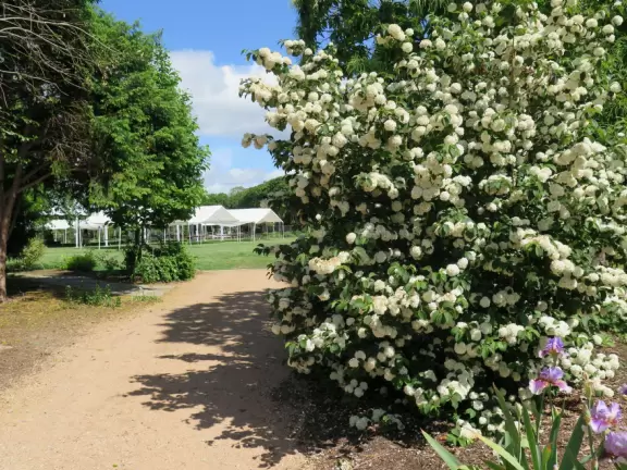 Beautiful plantings with huge flowers and large splashes of color!