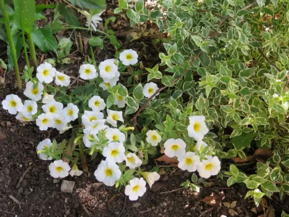 Beautiful plantings with huge flowers and large splashes of color!