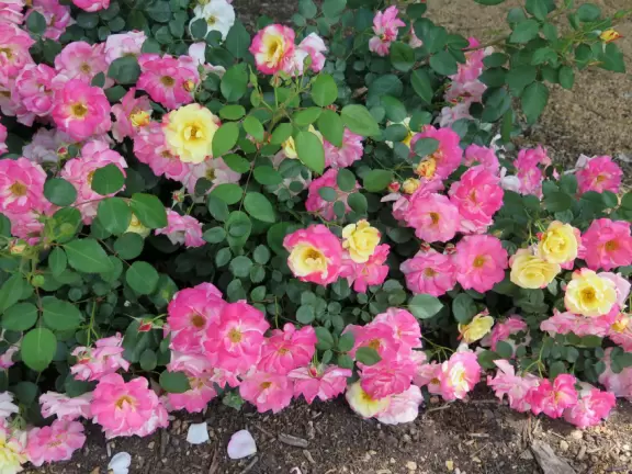 Beautiful plantings with huge flowers and large splashes of color!