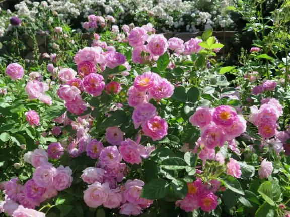 Large world-class garden with lakeside allees, flower terraces, and small Japanese garden.