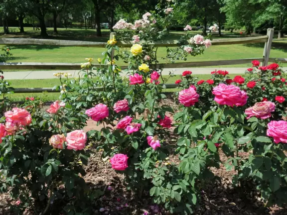 Large shady playground with fun three-person spinner swing. Bolin Creek&nbsp;bike path starts here.