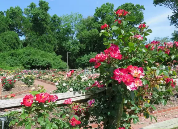 Large shady playground with fun three-person spinner swing. Bolin Creek&nbsp;bike path starts here.