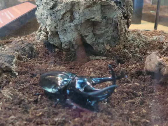 Amazing museum and grounds with so much for kids to do!