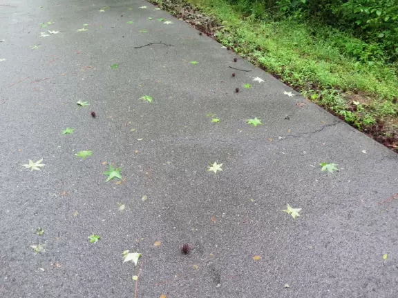 Peaceful greenway with flowers and almost tropical vegetation, that takes you to a lake!