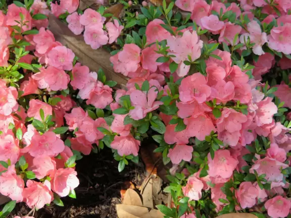 Historic buildings, sunny quad where students hang out, flowers and old trees, and fun student center area.