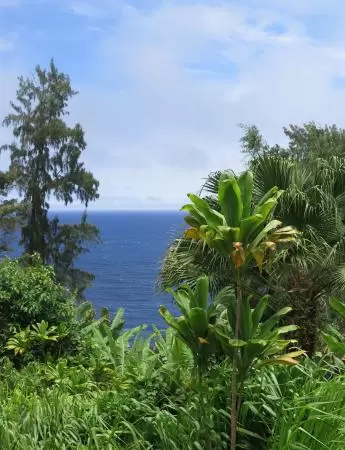 Papa'aloa (Papaaloa) Country Store has breezy windows with an ocean view, and live music!