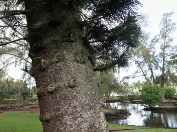 Green, green&nbsp;gardens with Japanese bridges and ponds, and views of silvery Hilo Bay and Mauna Kea.