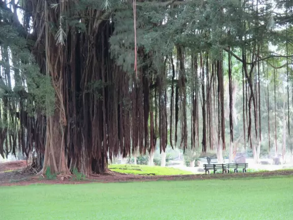 Green, green&nbsp;gardens with Japanese bridges and ponds, and views of silvery Hilo Bay and Mauna Kea.