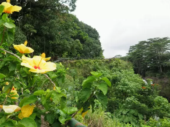 Beautiful spot with waterfall, flowers, and forest with amazing tree roots.