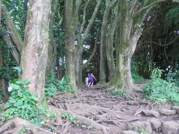 Beautiful spot with waterfall, flowers, and forest with amazing tree roots.