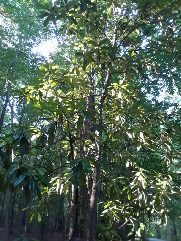 Popular three mile hard-packed dirt loop.