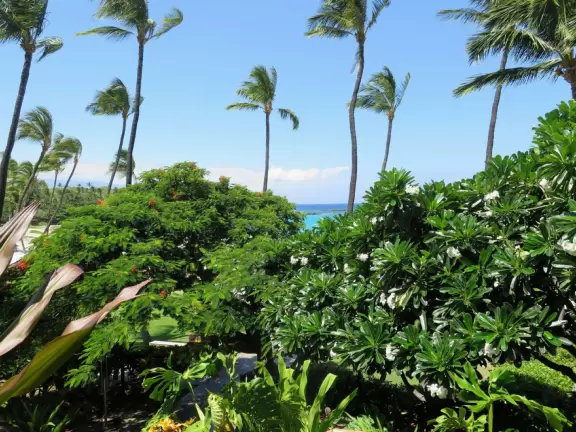 Wonderful place to swim by day, and to watch manta rays by night!