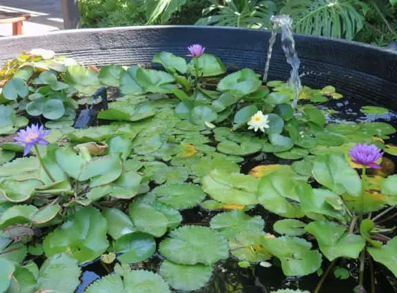 Wonderful place to swim by day, and to watch manta rays by night!