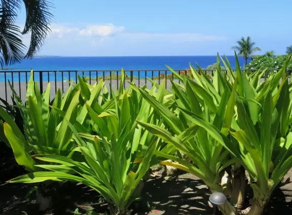 Wonderful place to swim by day, and to watch manta rays by night!