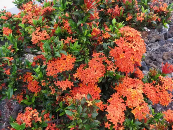 Lovely main street Alii Drive along the crystal clear ocean, backed by high mountains, with historic buildings, oceanfront cafes, and touristy shops.
