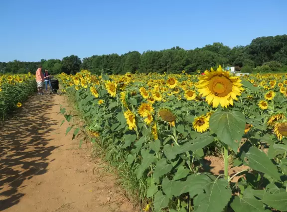 In early July, walk amid hundreds of sunflowers!
