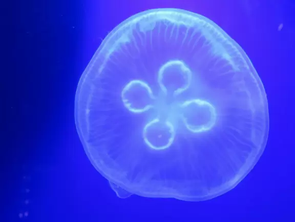 Nice, large aquarium near the beach.