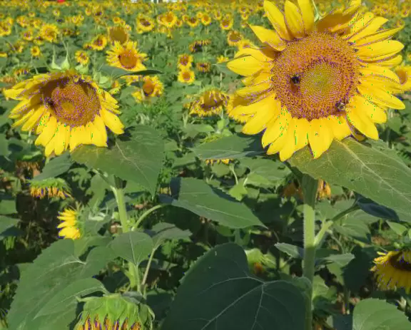 Cute town with many waterways.