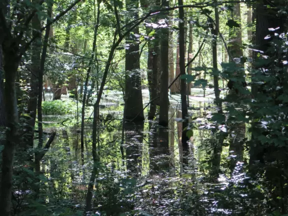 Pretty greenway past a swamp, with horrible sewer cylinders.