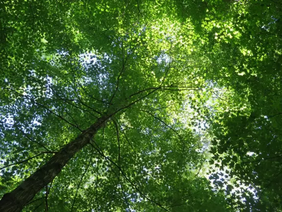 Beautiful 1.8 mile riverwalk, and&nbsp;Weaver Street Market with outdoor seating.