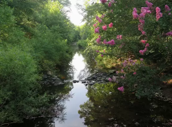 A beautiful park with very tall trees, winding paths, blossoming trees, and lovely patches of grass.