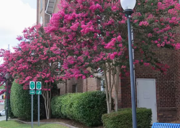 Health food store with great bakery, indoor seating with&nbsp;big windows, and outdoor picnic tables under thick leafy shade.