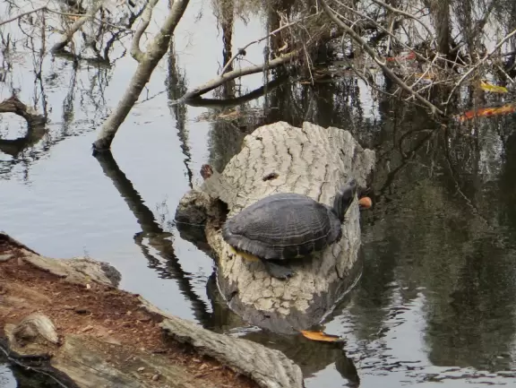 Huge old trees strung with Spanish moss, and cool breezes off the water.